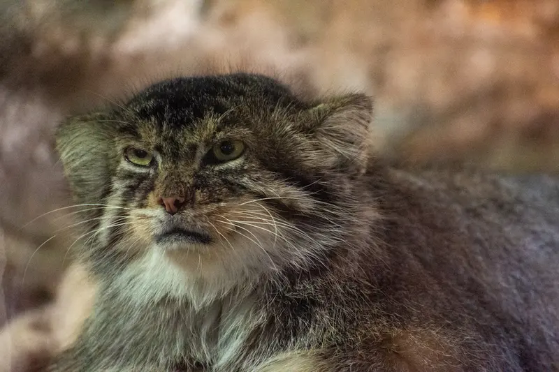 恩賜上野動物園のプリームラの写真