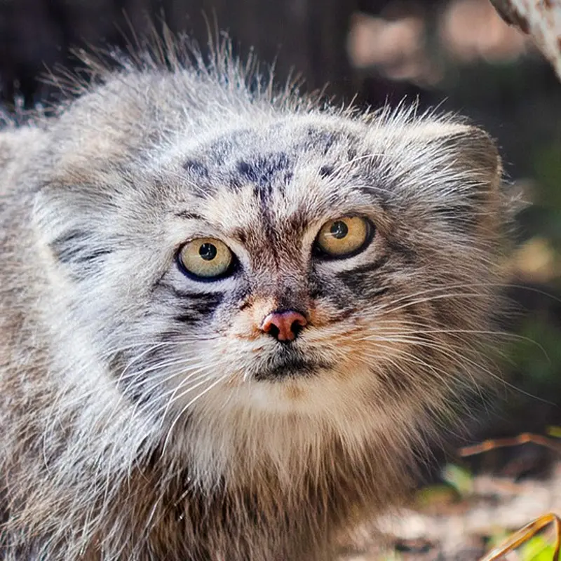 リトアニア動物園のマヌルネコのメリッサ