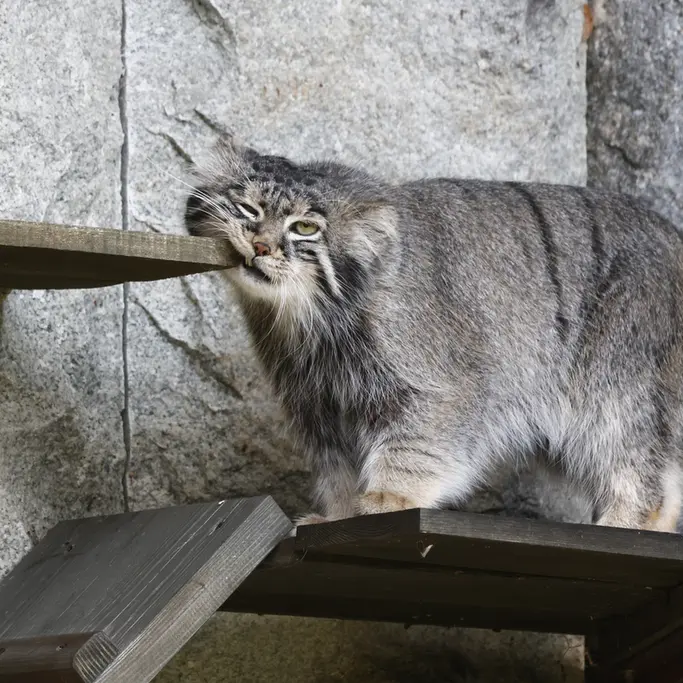 マヌルネコの写真