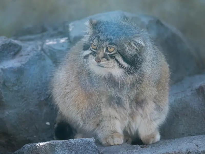 旭山動物園のグルーシャの写真