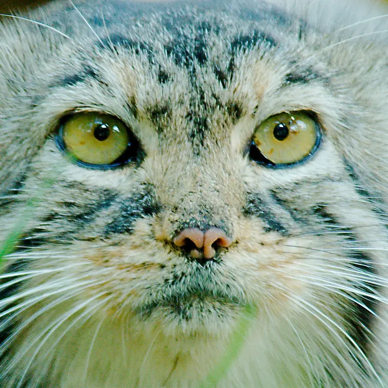 レッドリバー動物園のエルヴィラの写真