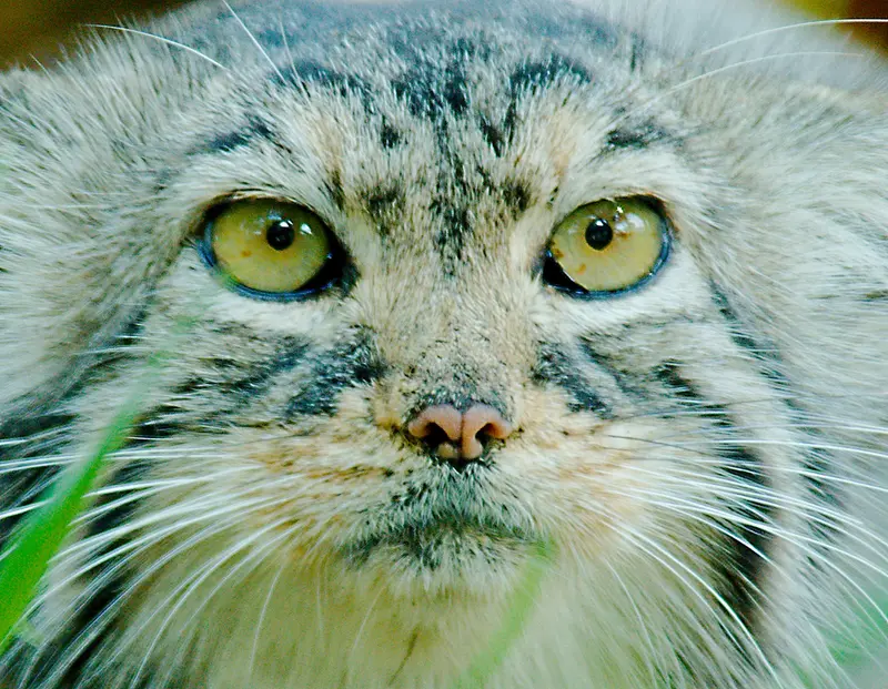 レッドリバー動物園のエルヴィラの写真