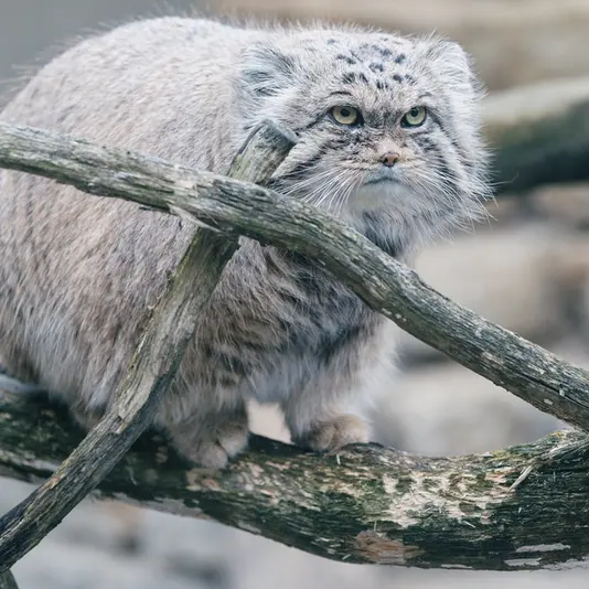 タリン動物園のマーズの写真