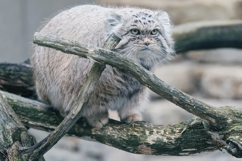 タリン動物園のマーズの写真