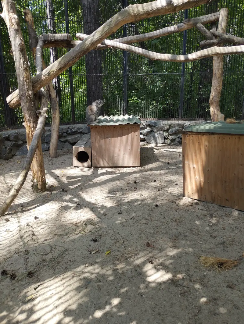 ノヴォシビルスク動物園のマヌルネコの写真
