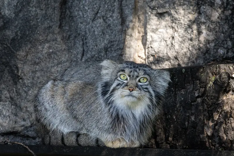 モスクワ動物園のティモフェイの写真
