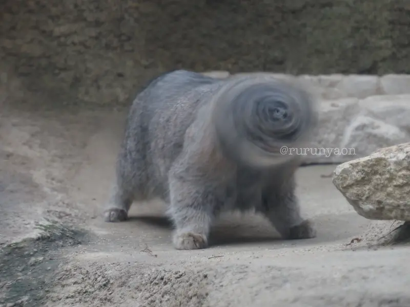 マヌルネコの写真