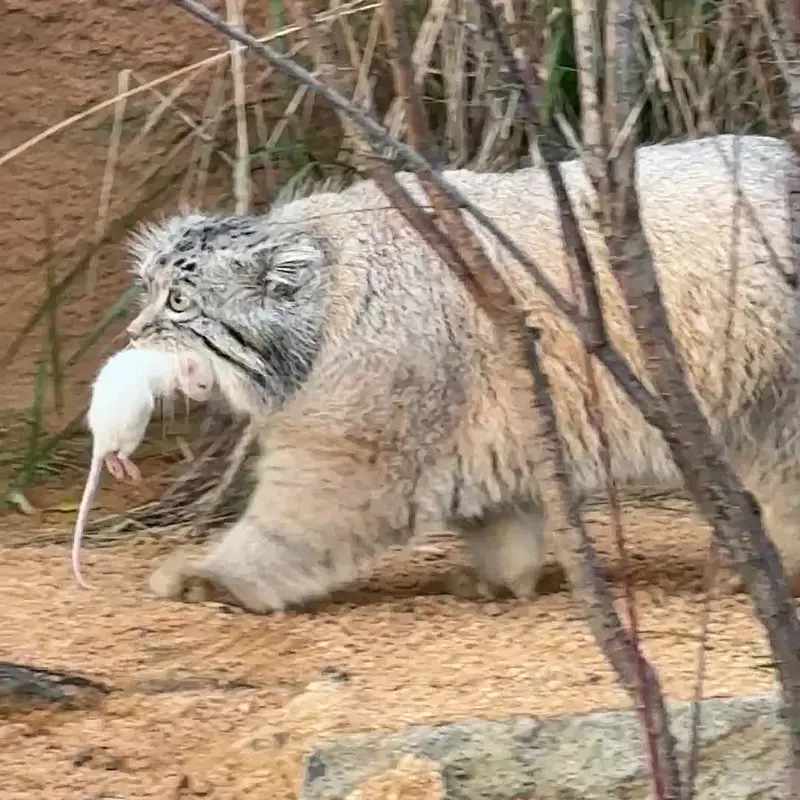 プラハ動物園のマヌルネコの写真