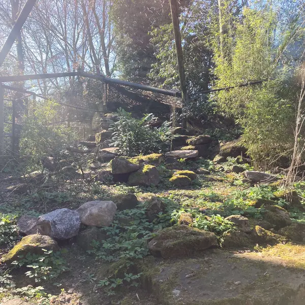 ロッテルダム動物園のマヌルネコの写真