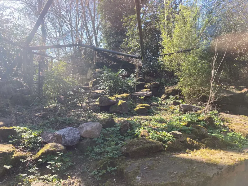 ロッテルダム動物園のマヌルネコの写真