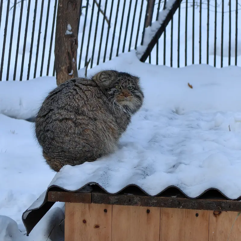 ノヴォシビルスク動物園のマリクの写真