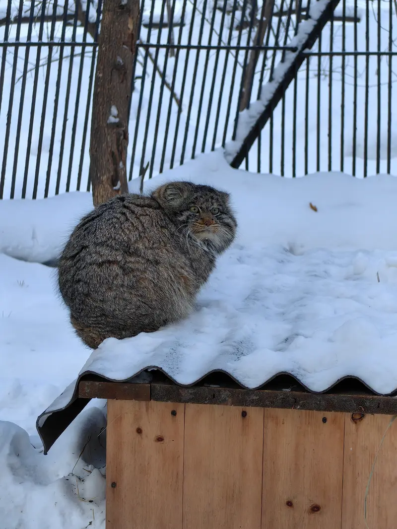 ノヴォシビルスク動物園のマリクの写真