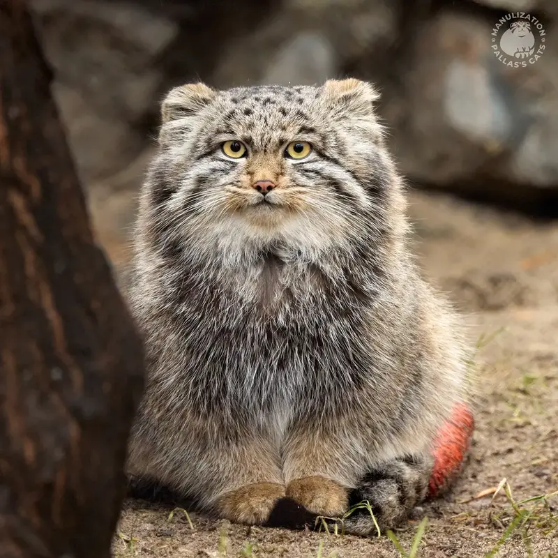 ノヴォシビルスク動物園のグレイの写真