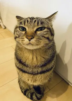 マヌルネコの写真