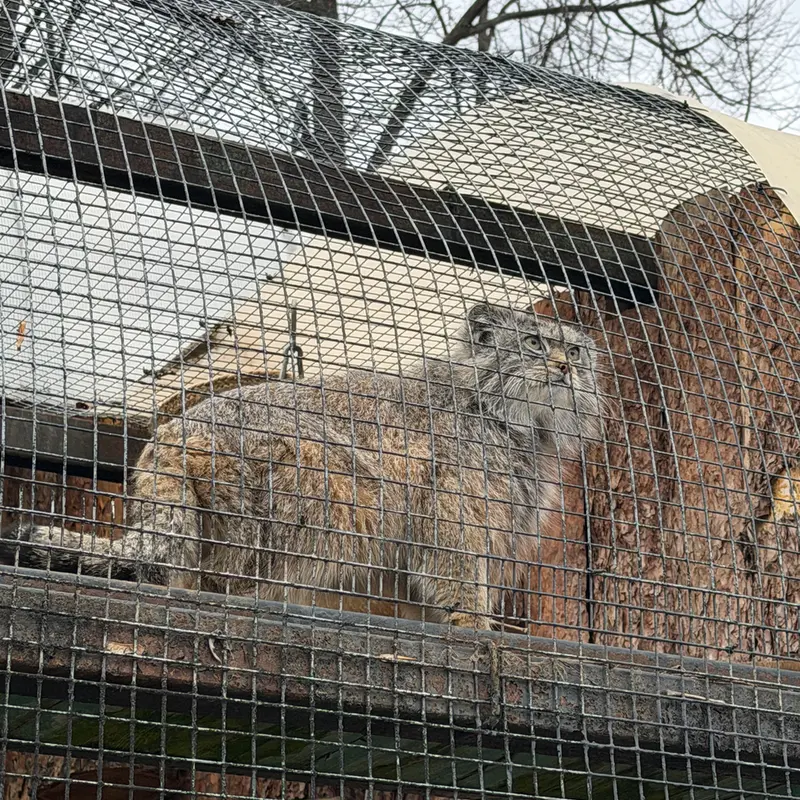 レニングラード動物園のシューの写真