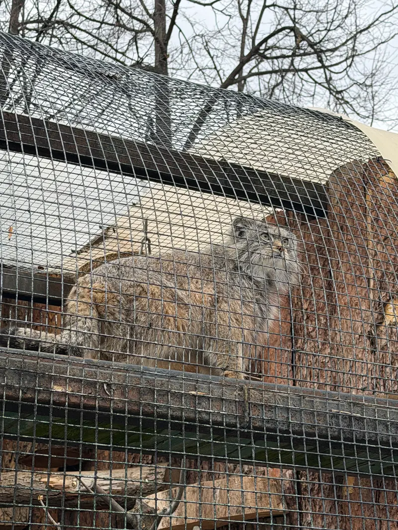 レニングラード動物園のシューの写真