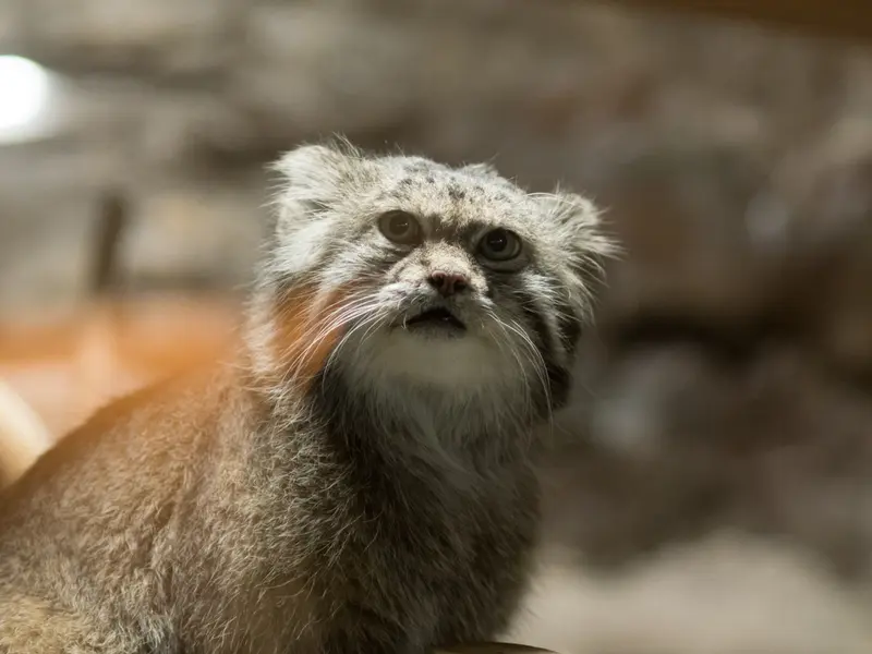 恩賜上野動物園のクリョンの写真