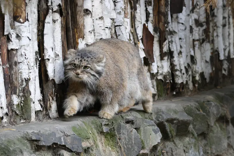ノヴォシビルスク動物園のラストチカの写真