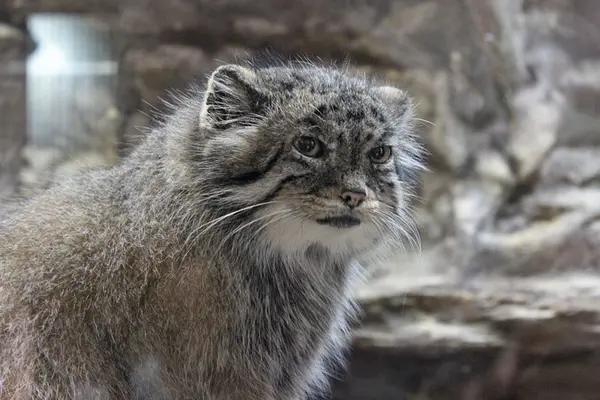 恩賜上野動物園のユスの写真