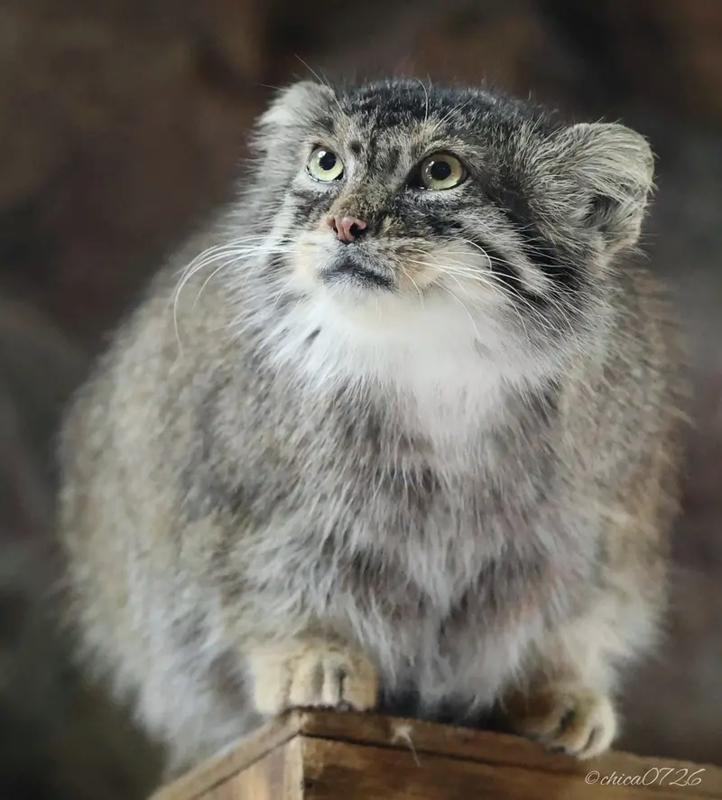 恩賜上野動物園のプリームラの写真