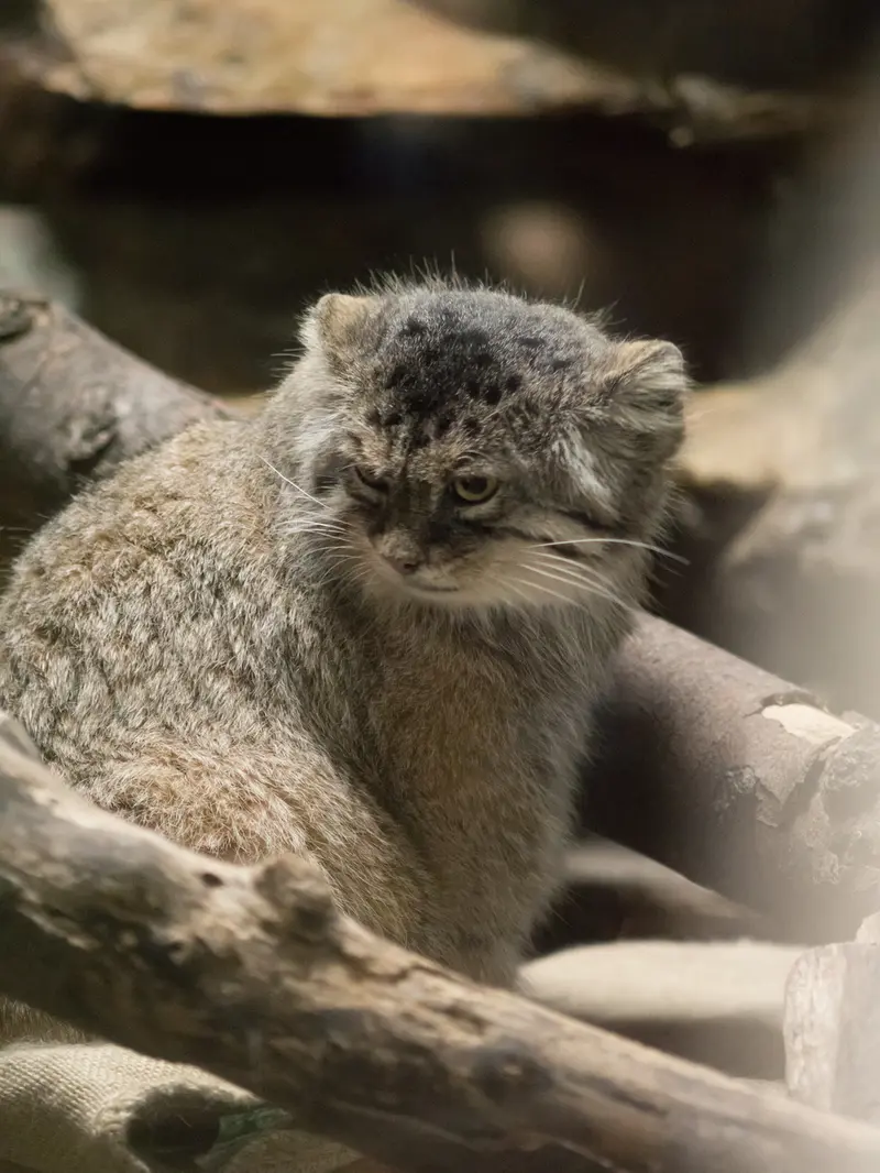 恩賜上野動物園のプリームラの写真