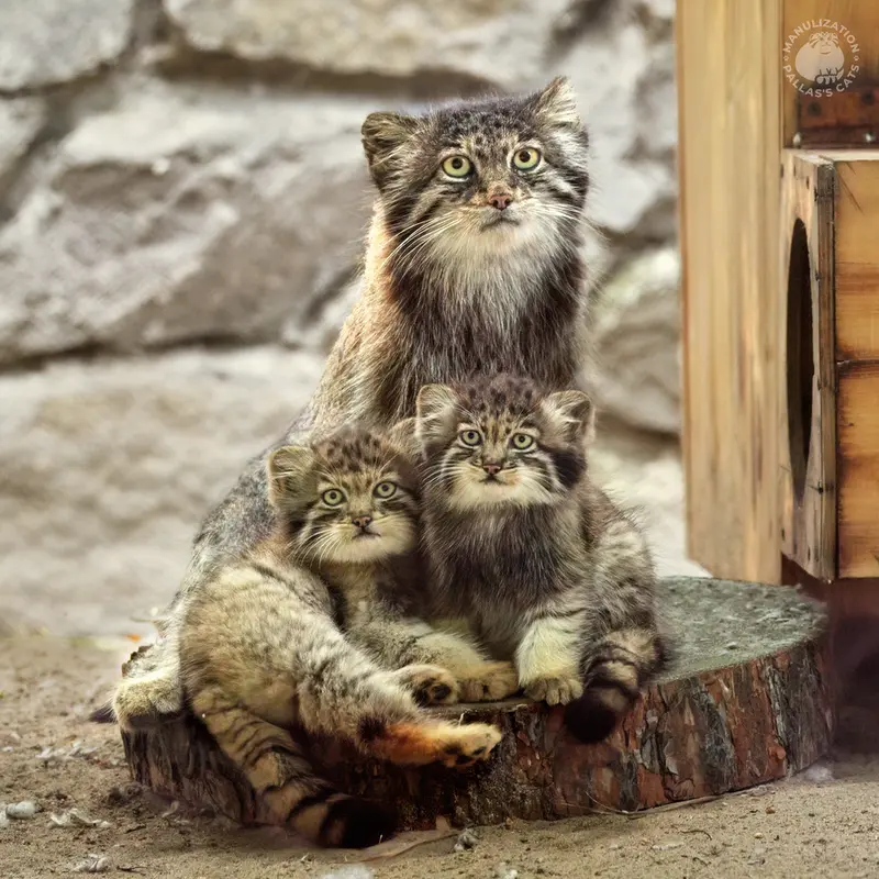 ノヴォシビルスク動物園のミア、ジンジャーとグレイの写真