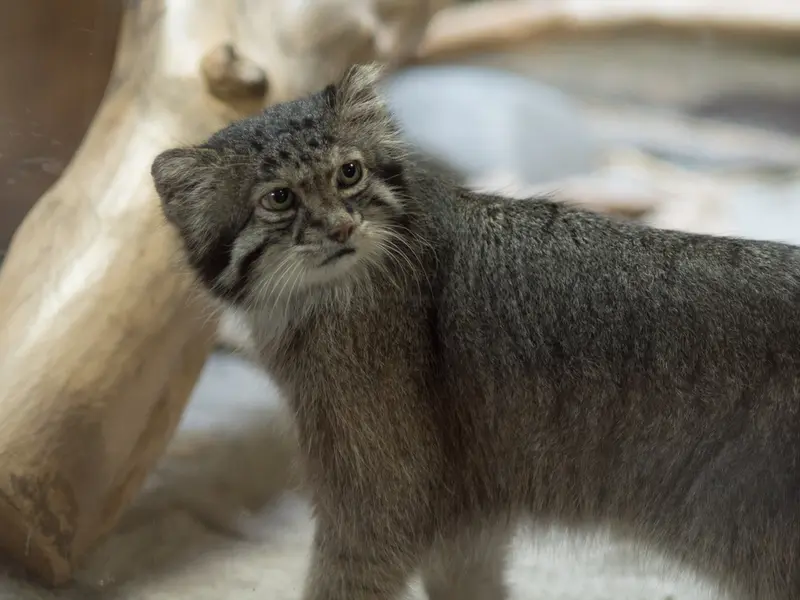 恩賜上野動物園のクリョンの写真