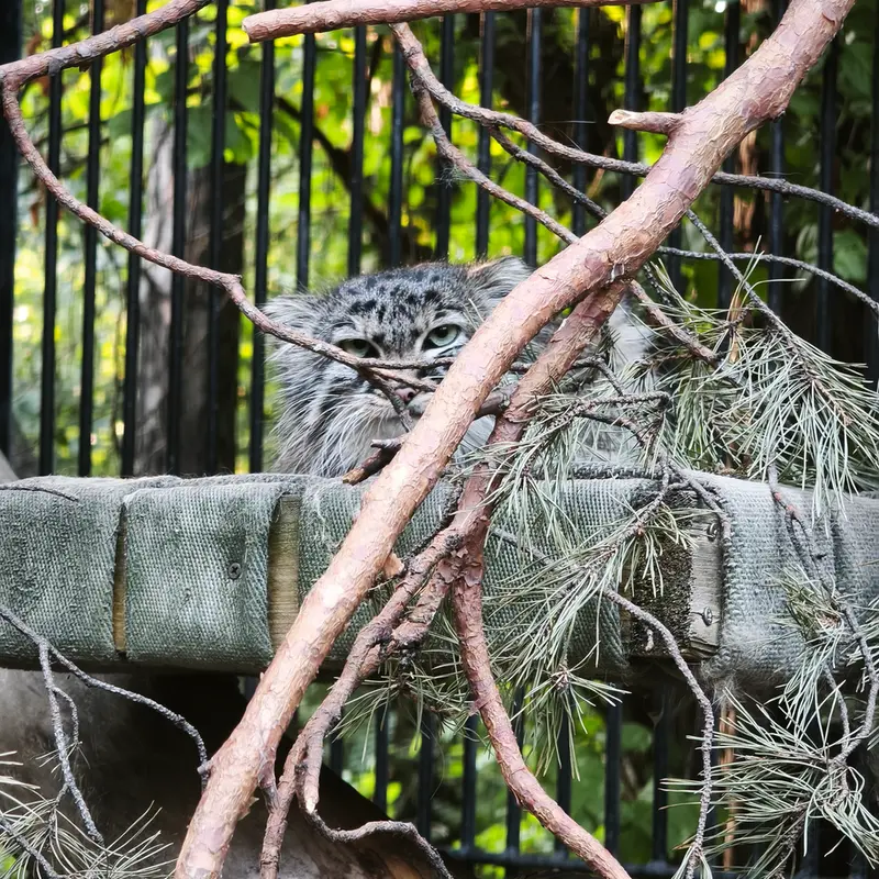 ノヴォシビルスク動物園のガビの写真
