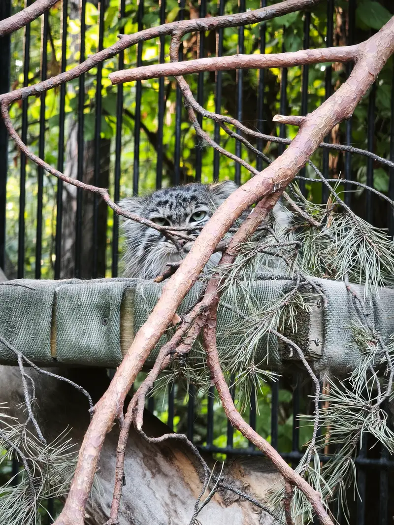 ノヴォシビルスク動物園のガビの写真