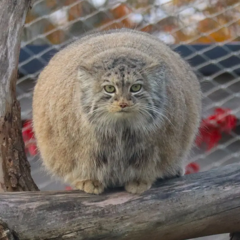 マヌルネコの写真