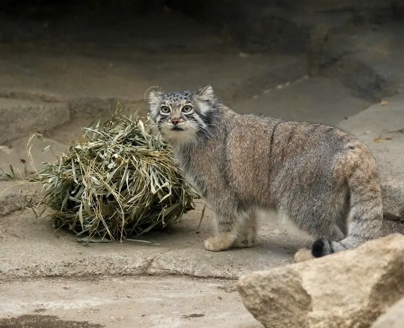 神戸どうぶつ王国のアズの写真