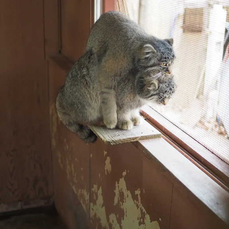埼玉県こども動物自然公園のグルーシャとイーリスの写真