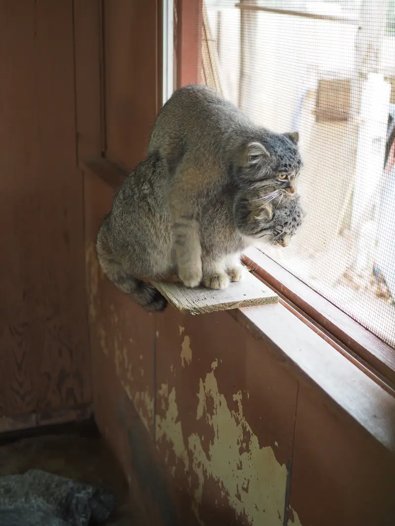 埼玉県こども動物自然公園のグルーシャとイーリスの写真