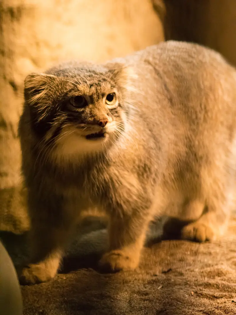 野毛山動物園のフィーガの写真