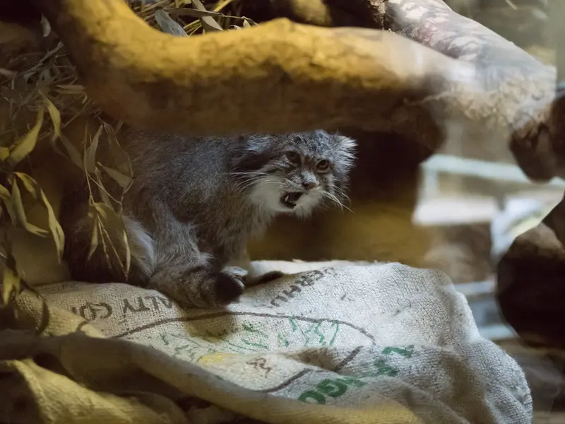 恩賜上野動物園のクリョンの写真
