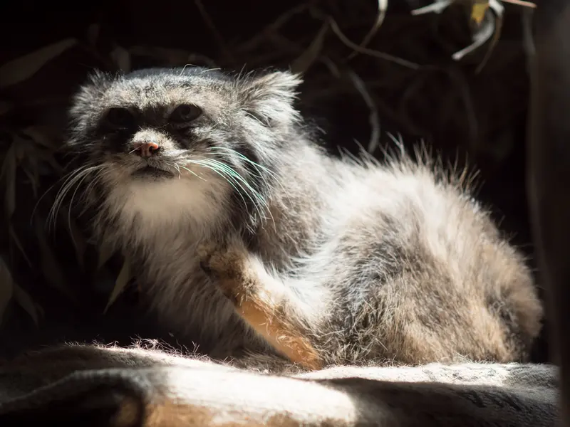 恩賜上野動物園のクリョンの写真