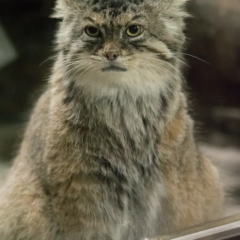 恩賜上野動物園のプリームラの写真