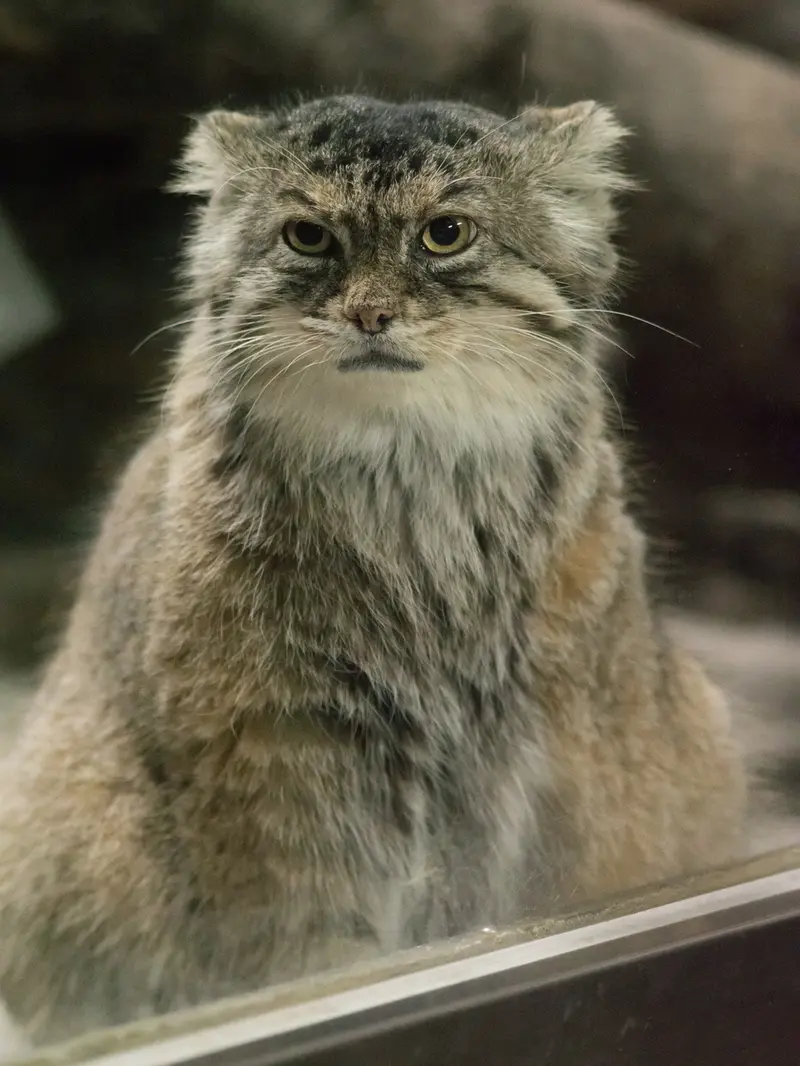 恩賜上野動物園のプリームラの写真