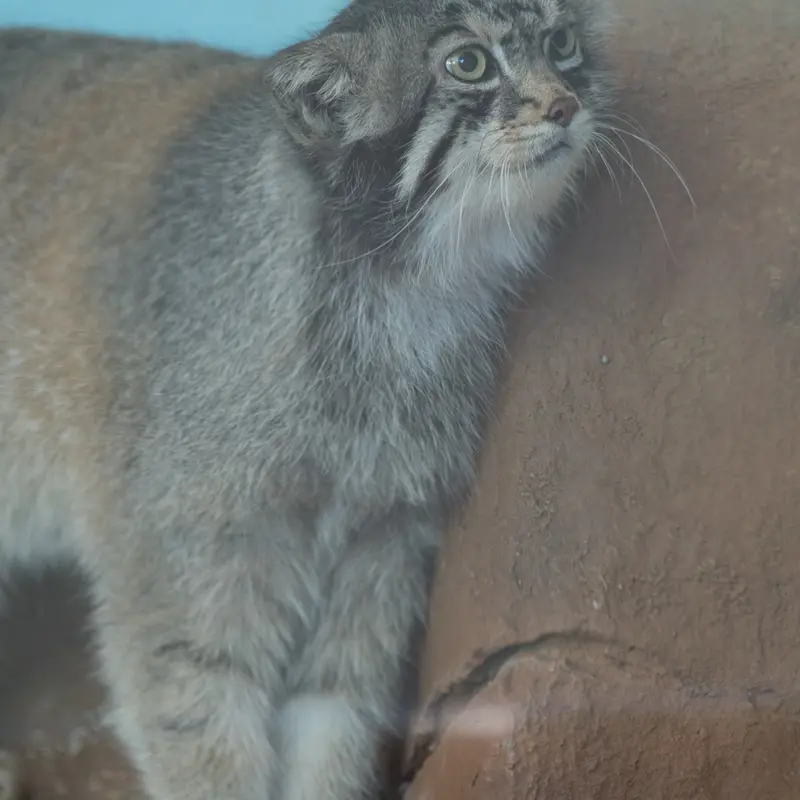 神戸市立王子動物園のイーリスの写真