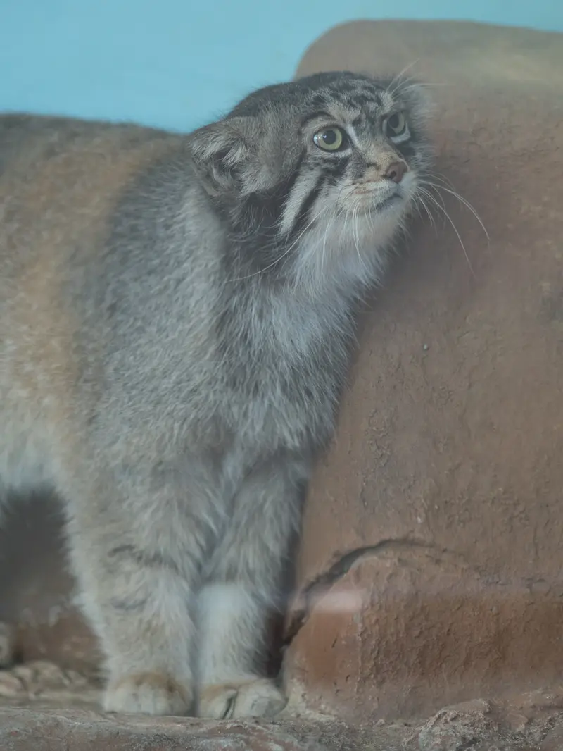 神戸市立王子動物園のイーリスの写真