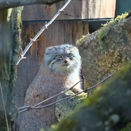 ヘラブルン動物園のプルシの写真