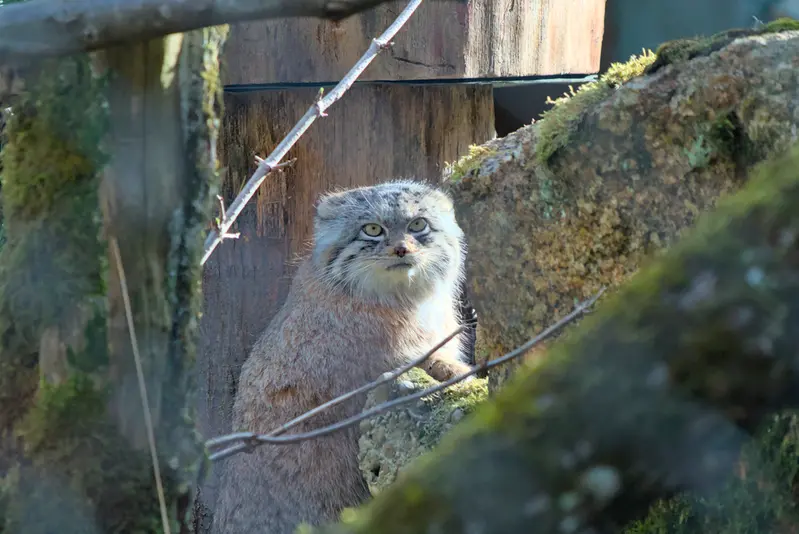 ヘラブルン動物園のプルシの写真