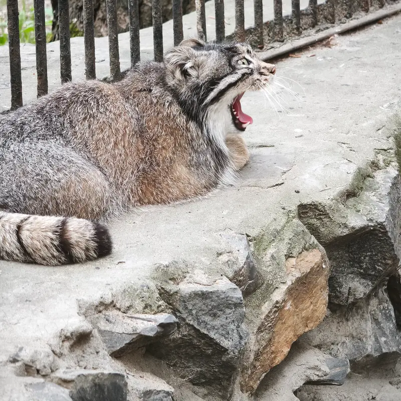 ノヴォシビルスク動物園のグレイの写真