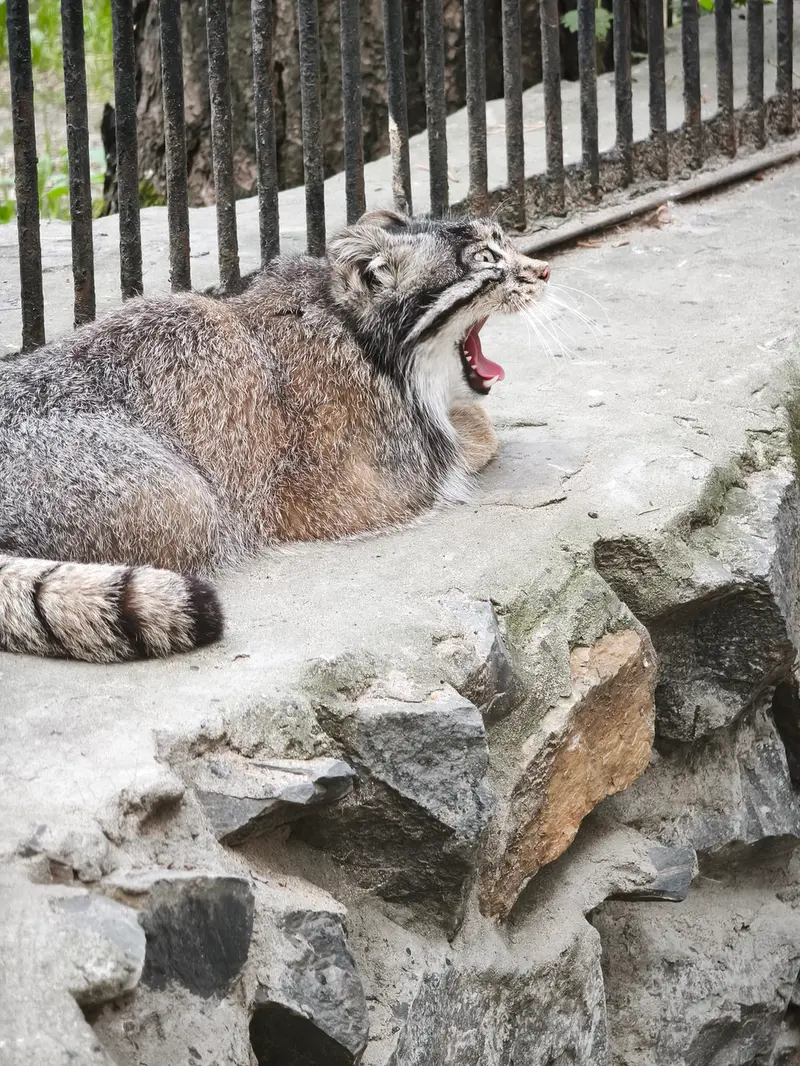 ノヴォシビルスク動物園のグレイの写真