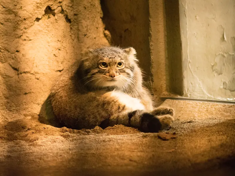 野毛山動物園のフィーガの写真
