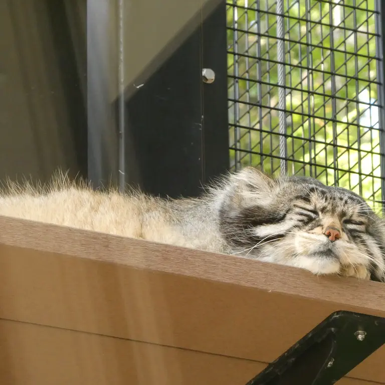 旭山動物園のグルーシャの写真