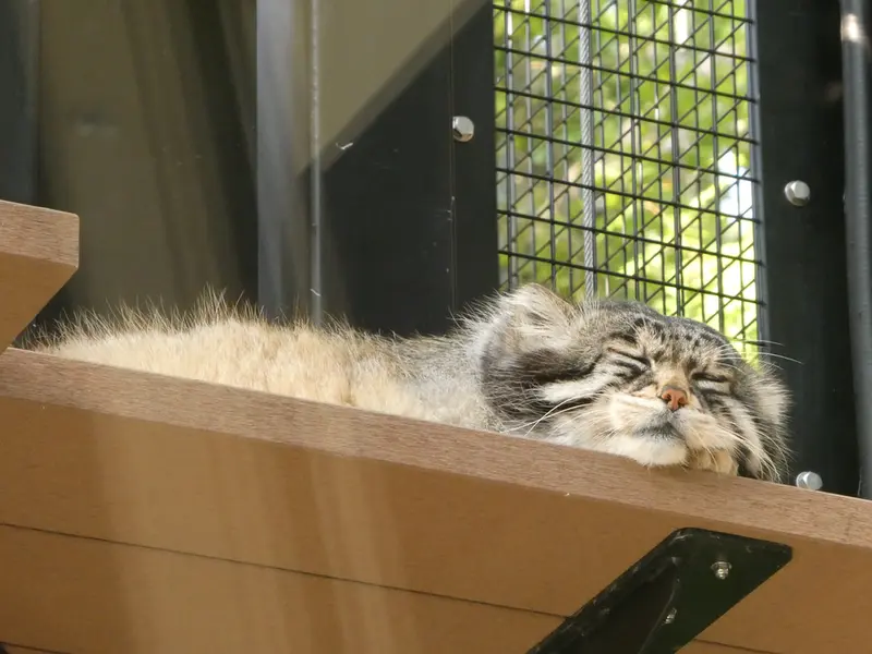 旭山動物園のグルーシャの写真