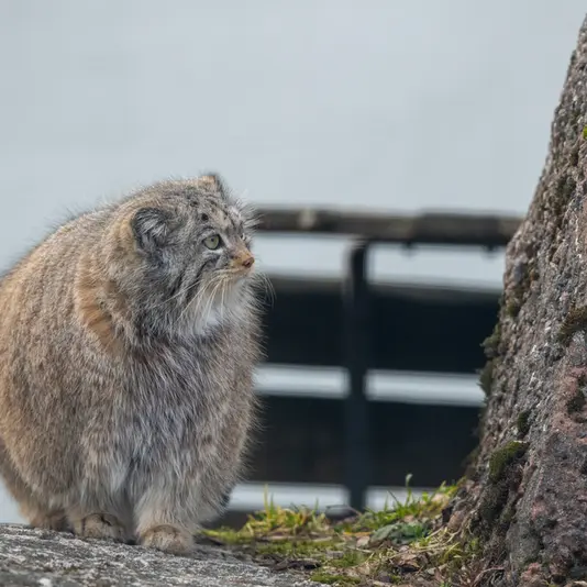 コルケアサーリ動物園のミミの写真