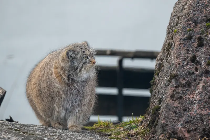 コルケアサーリ動物園のミミの写真