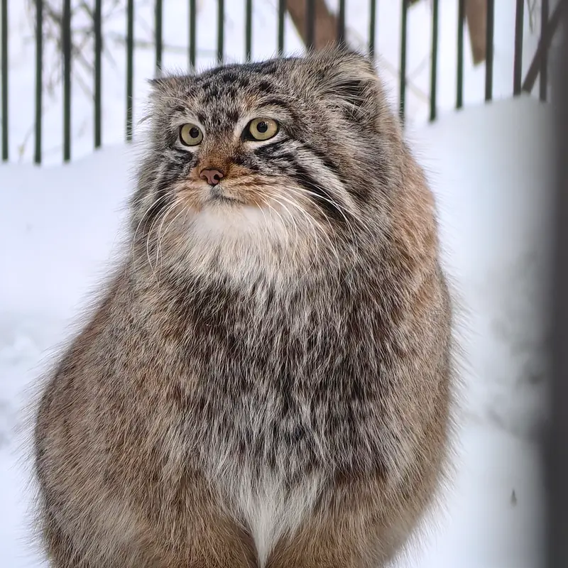 ノヴォシビルスク動物園のブルースの写真